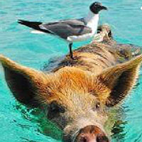 Swimming Pig UI Design